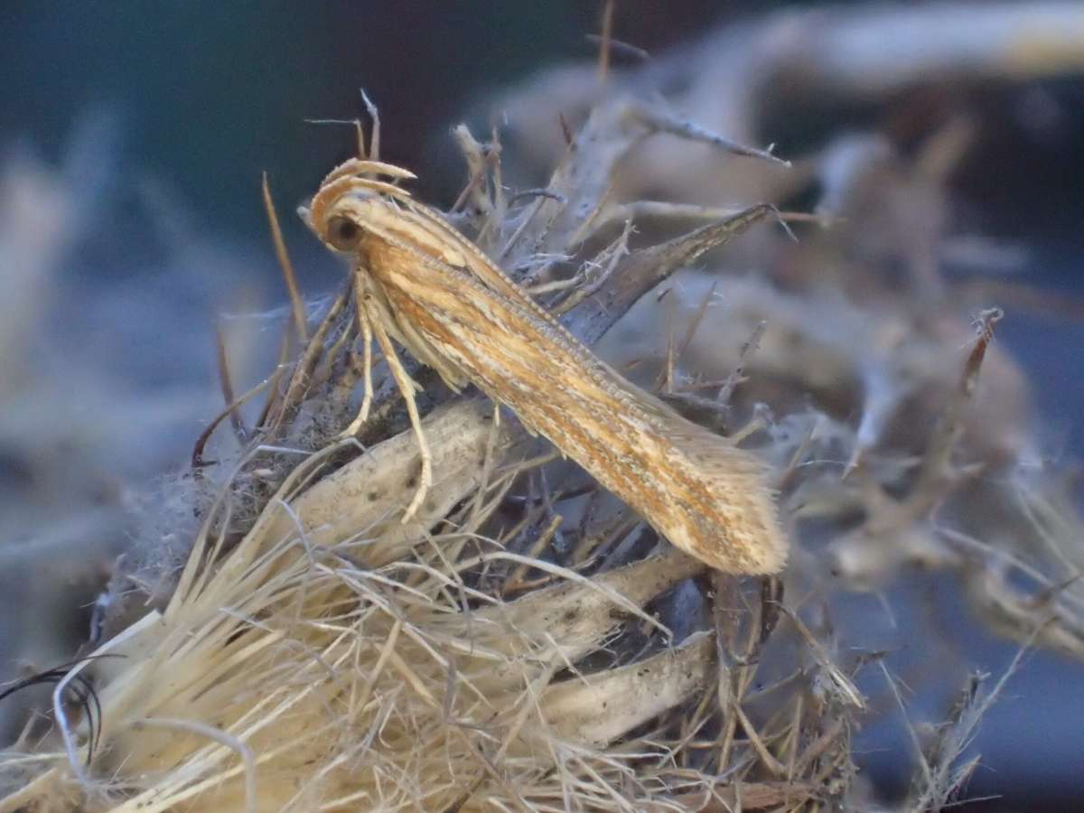 Carline Neb (Metzneria aestivella) photographed in Kent by Dave Shenton 