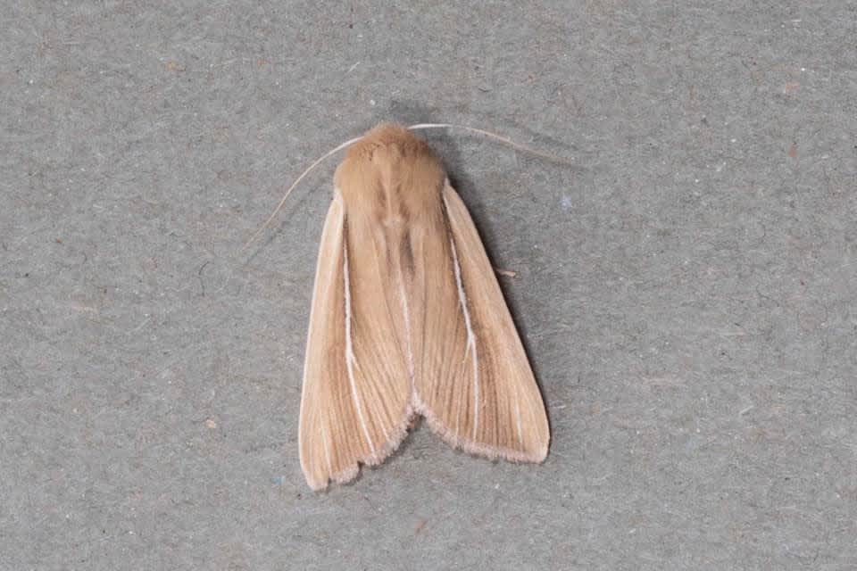 Shore Wainscot (Mythimna litoralis) photographed in Kent by Brian Summerfield 