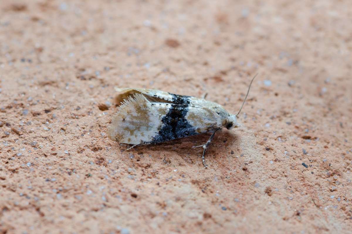 Vine Moth (Eupoecilia ambiguella) photographed in Kent by Darren Taylor 