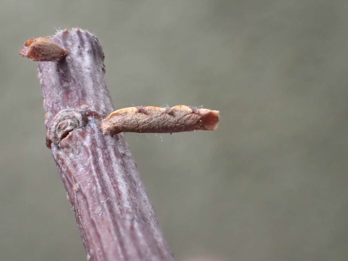 Apple & Plum Case-bearer (Coleophora spinella) photographed in Kent by Dave Shenton