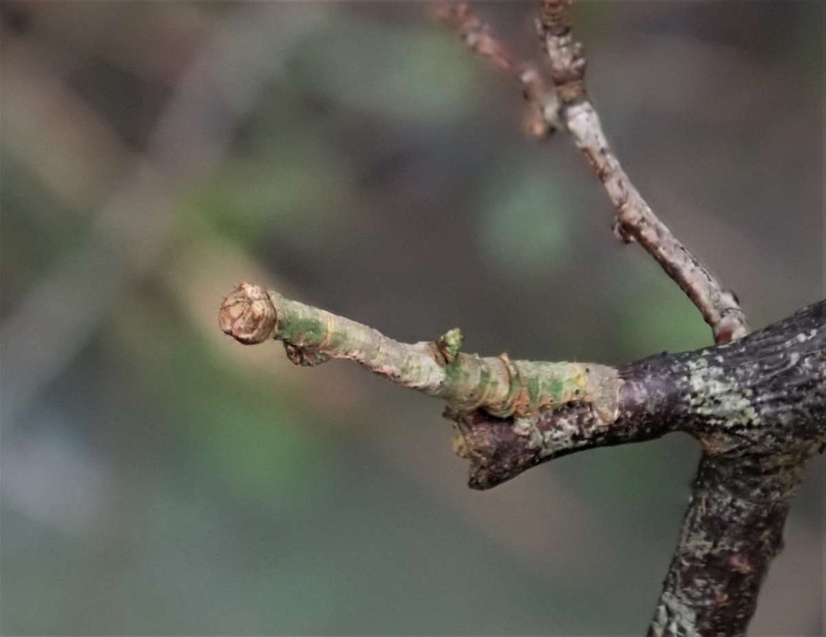 Brimstone Moth (Opisthograptis luteolata) photographed at Orlestone  by John Dale