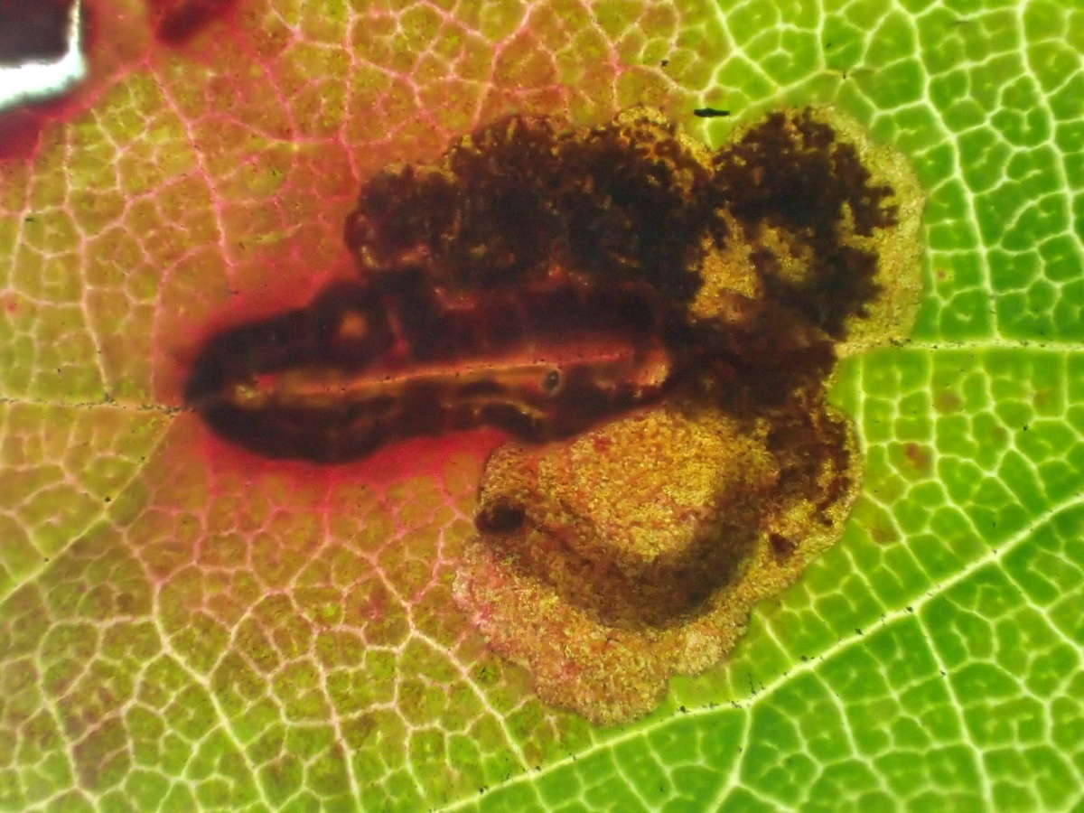 Coast Bramble Pigmy (Ectoedemia erythrogenella) photographed at New Downs, Sandwich   by Dave Shenton 