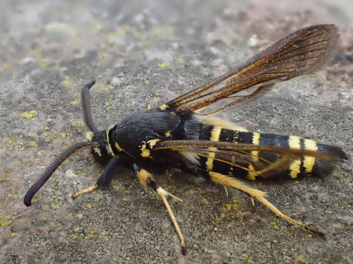 Dusky Clearwing (Paranthrene tabaniformis) photographed in Kent by Dave Shenton