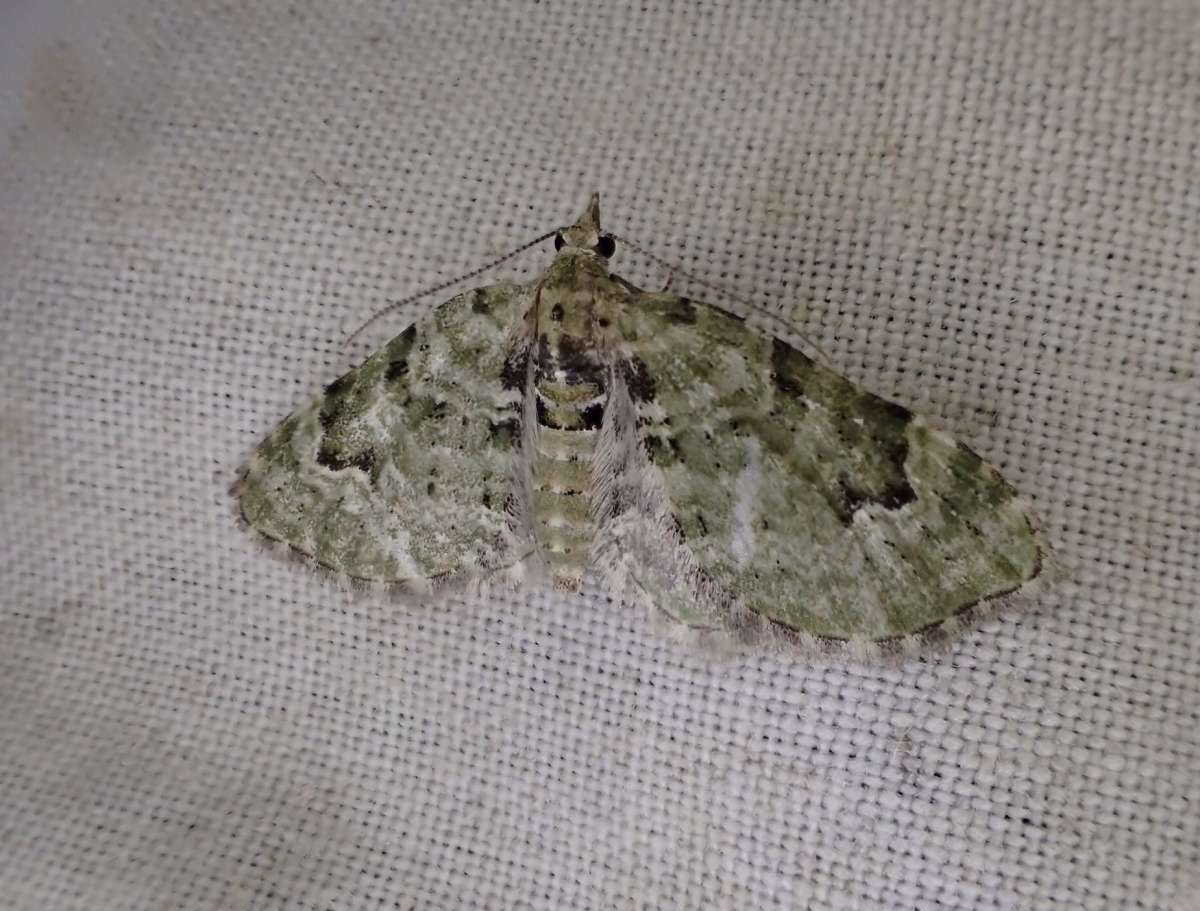 V-Pug (Chloroclystis v-ata) photographed in Kent by Dave Shenton 