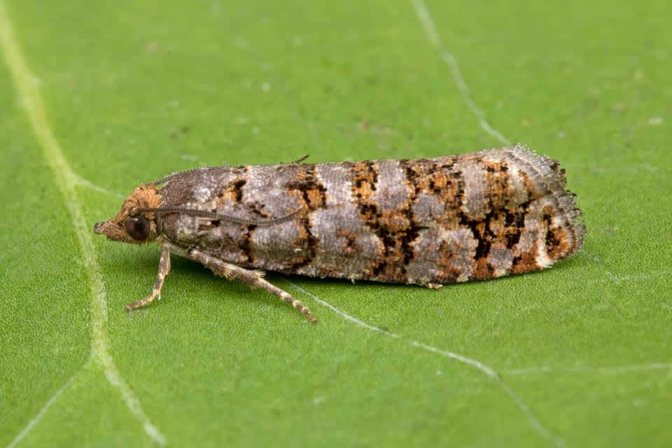 Pine Cone Tortrix (Gravitarmata margarotana) photographed in Kent by Peter Maton