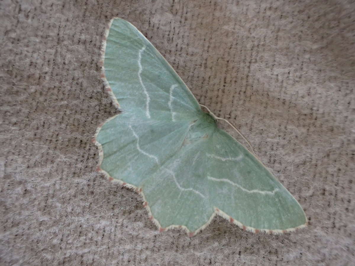 Sussex Emerald (Thalera fimbrialis) photographed at SBBO by Ian Hunter