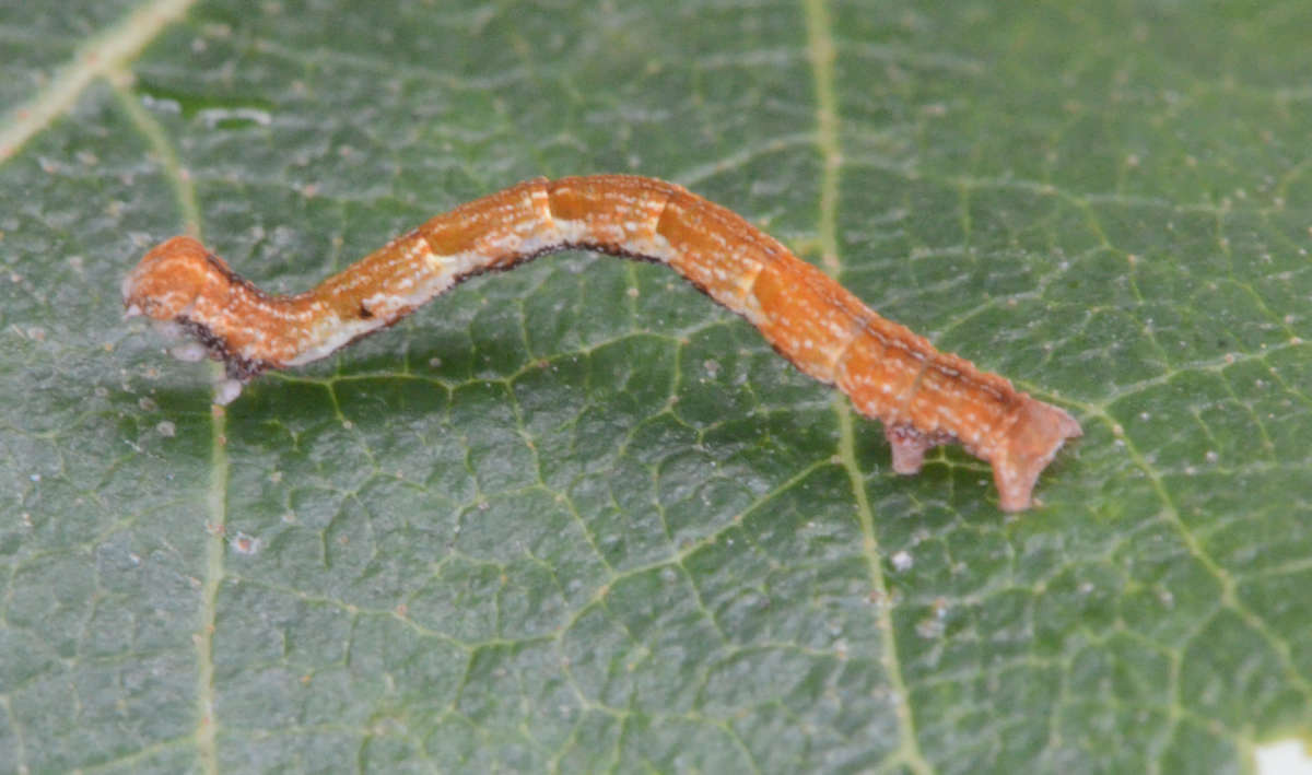 Birch Mocha (Cyclophora albipunctata) photographed at Packing Wood by Alan Stubbs 