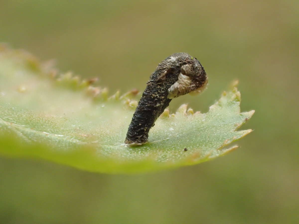 White Birch Case-bearer (Coleophora betulella) photographed in Kent by Dave Shenton 