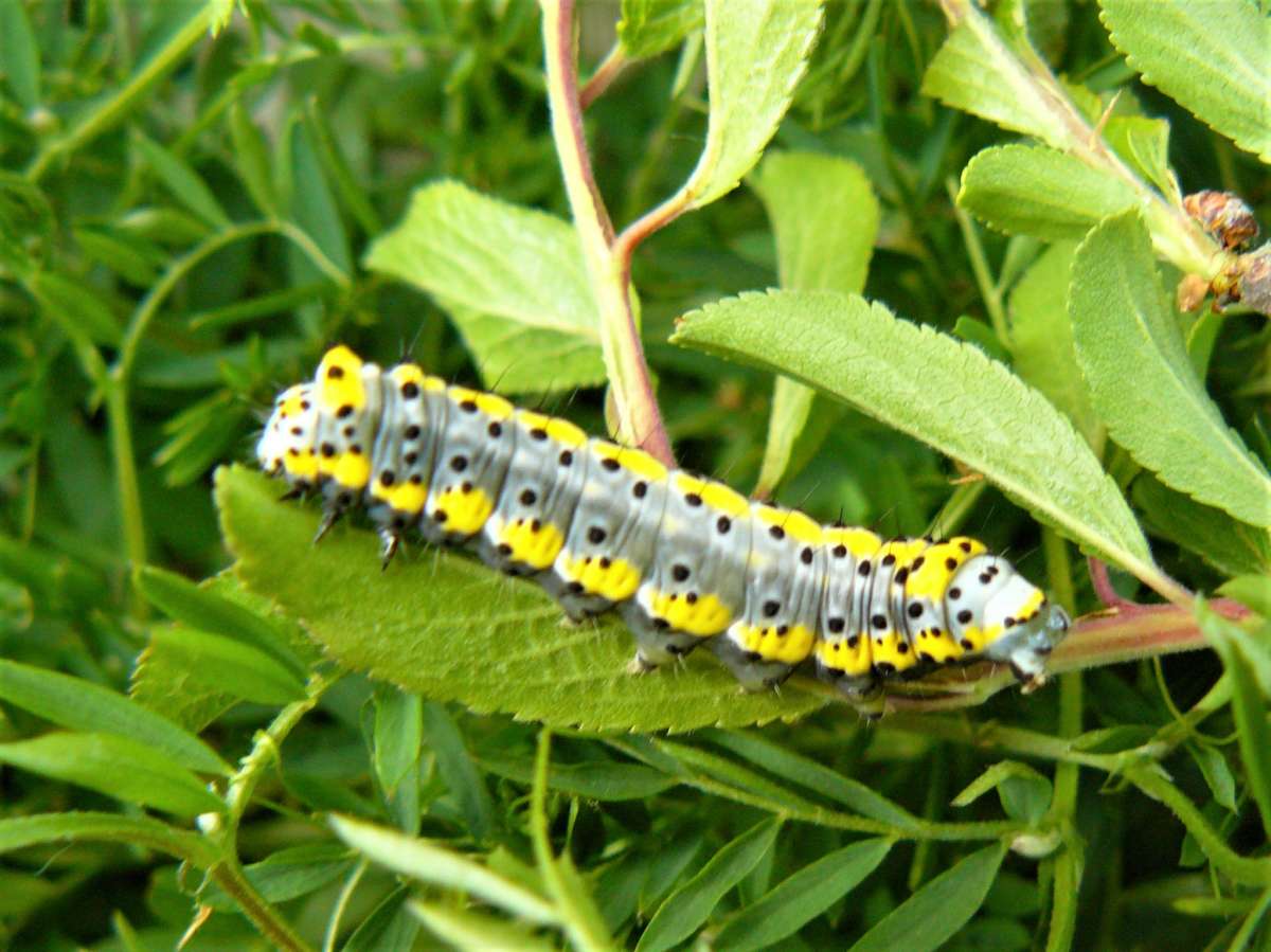 Figure of Eight (Diloba caeruleocephala) photographed in Kent by Fred Butcher 