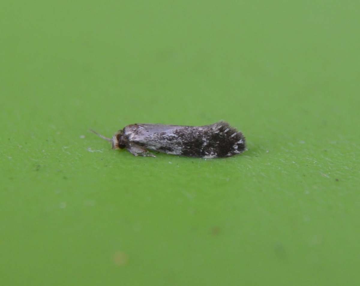 Cooper’s Dryad (Dryadaula heindeli) photographed at Hythe  by Paul Howe