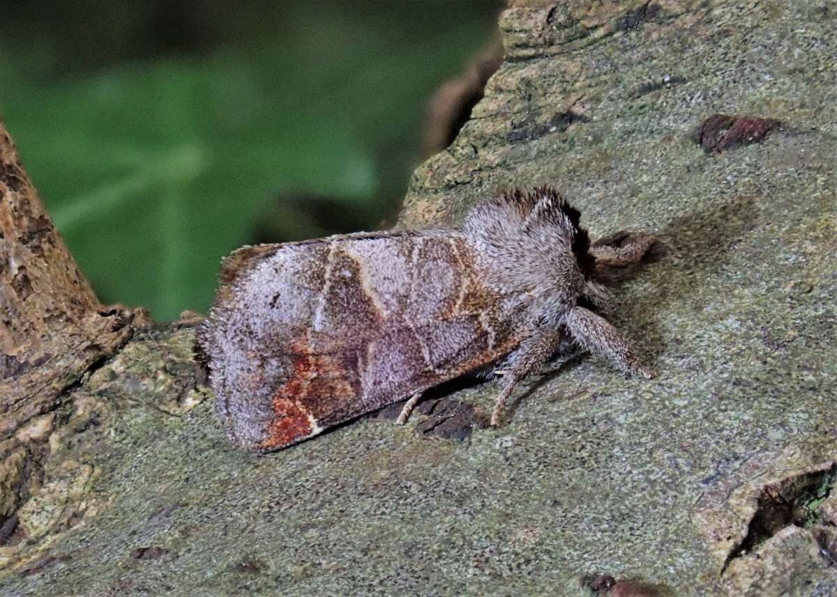 Small Chocolate-tip (Clostera pigra) photographed at Orlestone  by John Dale 