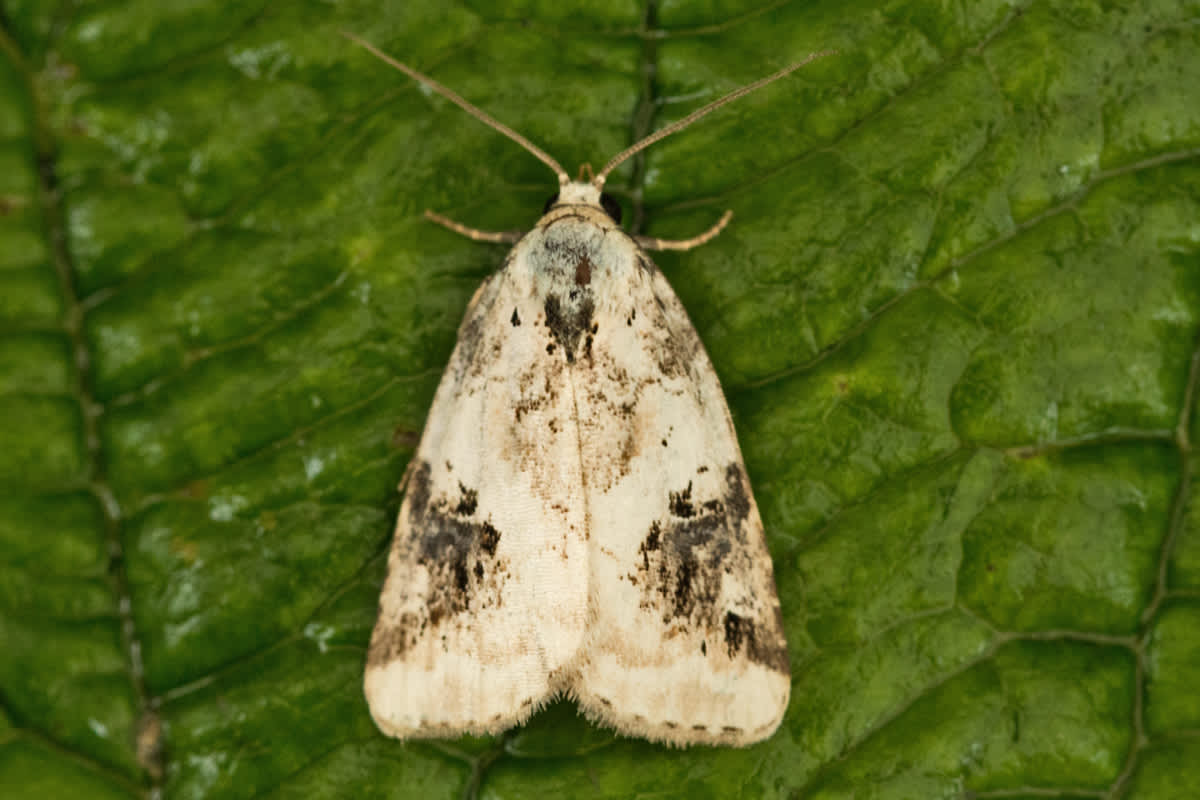 Shining Marbled (Pseudeustrotia candidula) photographed in Kent by Tony Morris