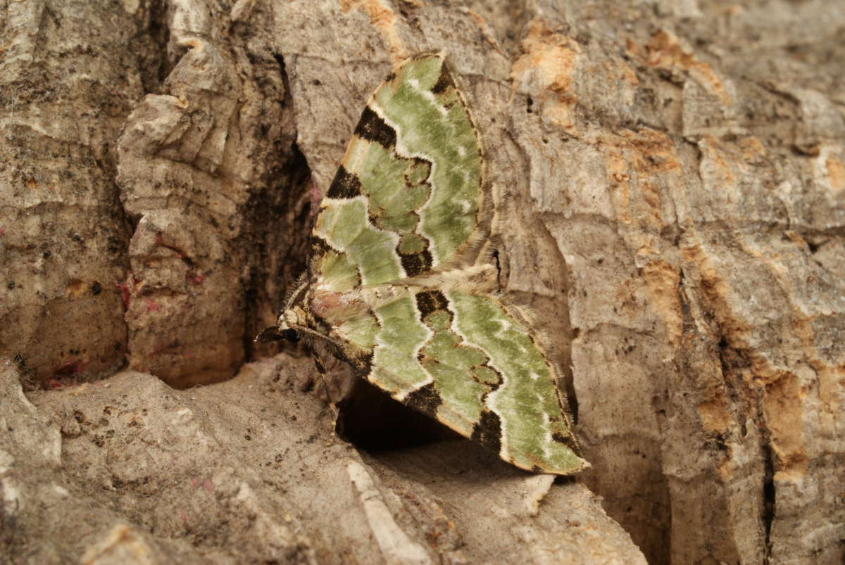 Green Carpet (Colostygia pectinataria) photographed at Aylesham  by Dave Shenton 