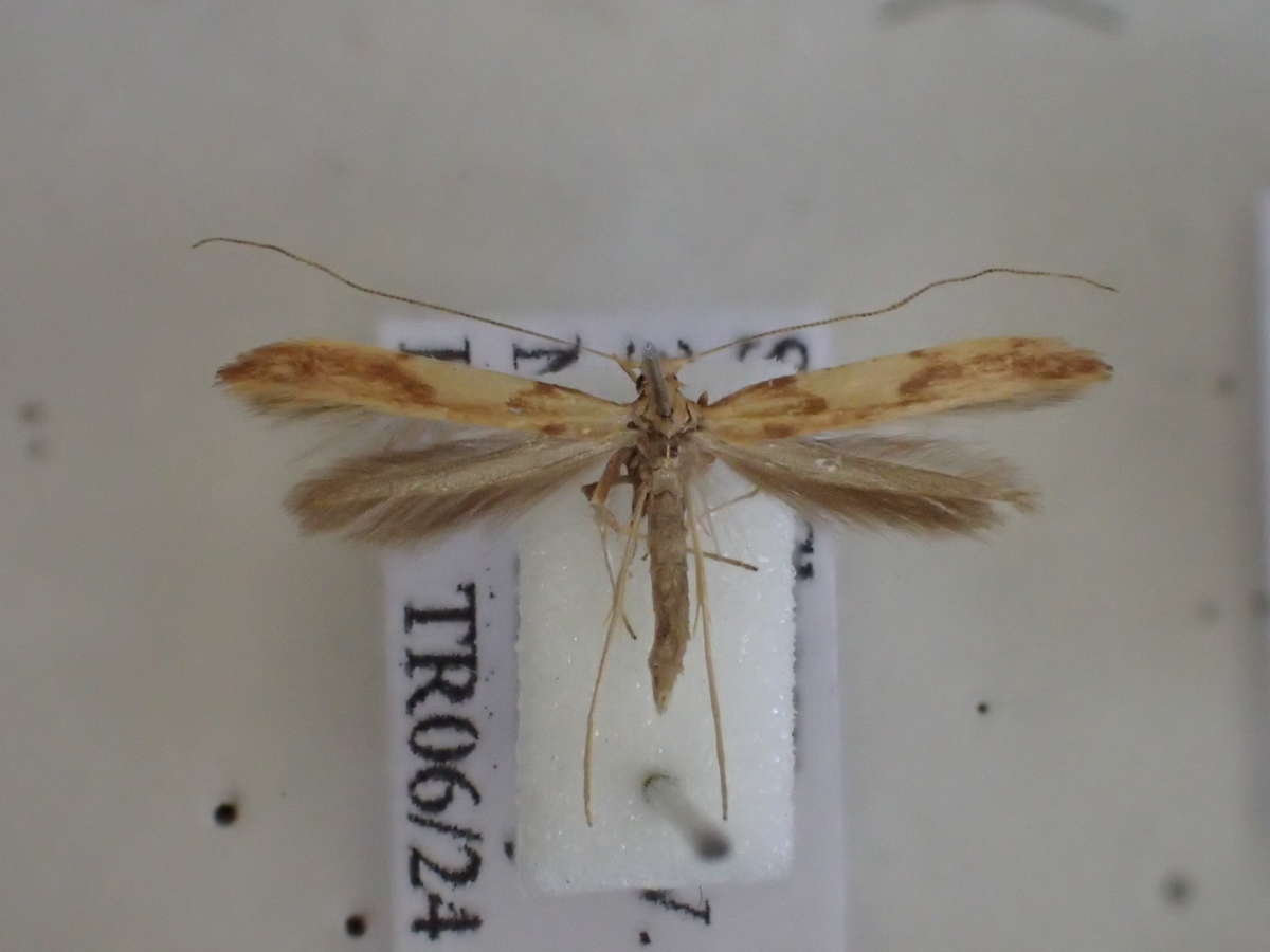 Red Birch Slender (Caloptilia betulicola) photographed in Kent by Dave Shenton 