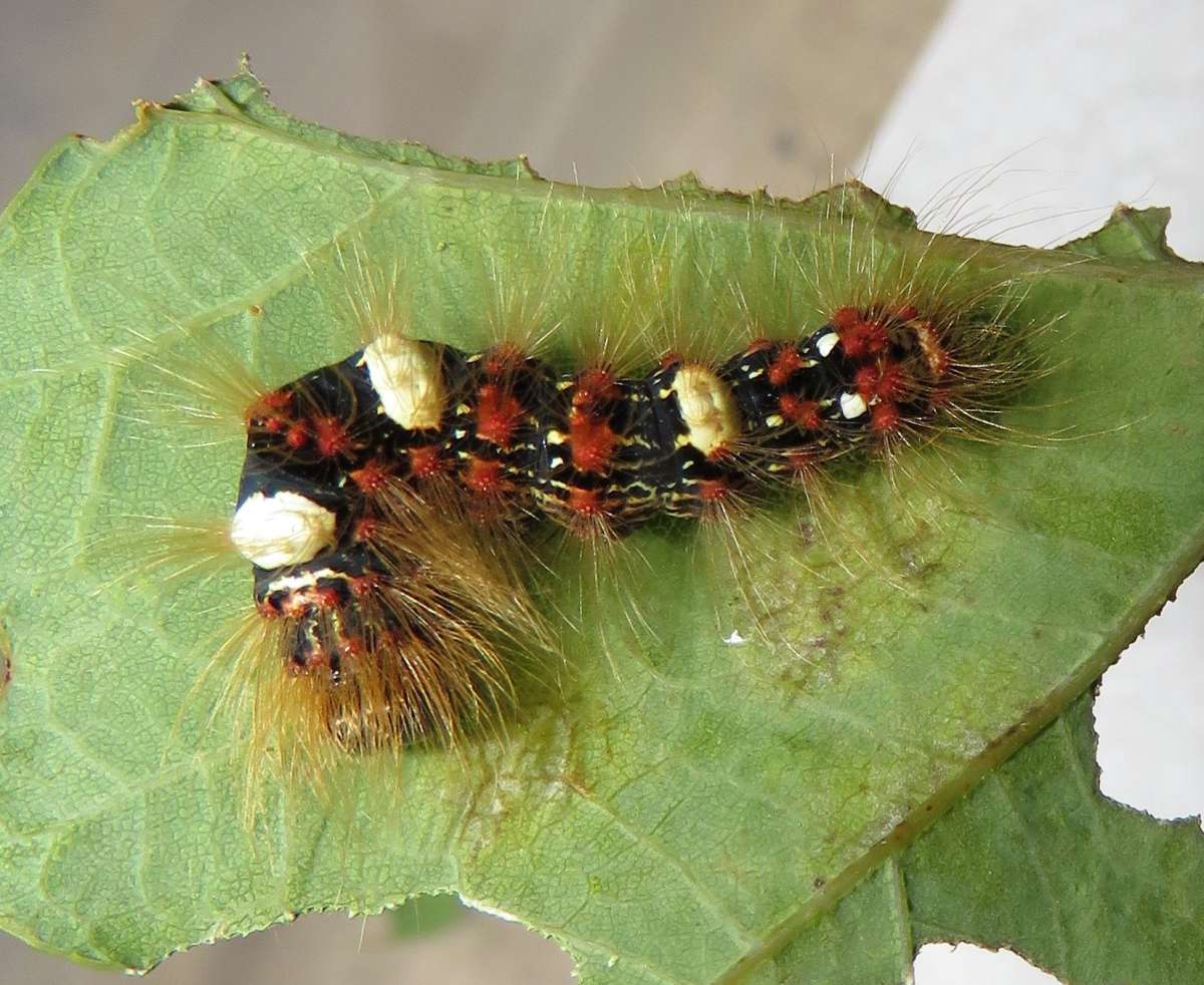 Scarce Merveille du Jour (Moma alpium) photographed in Kent by Tony Rouse