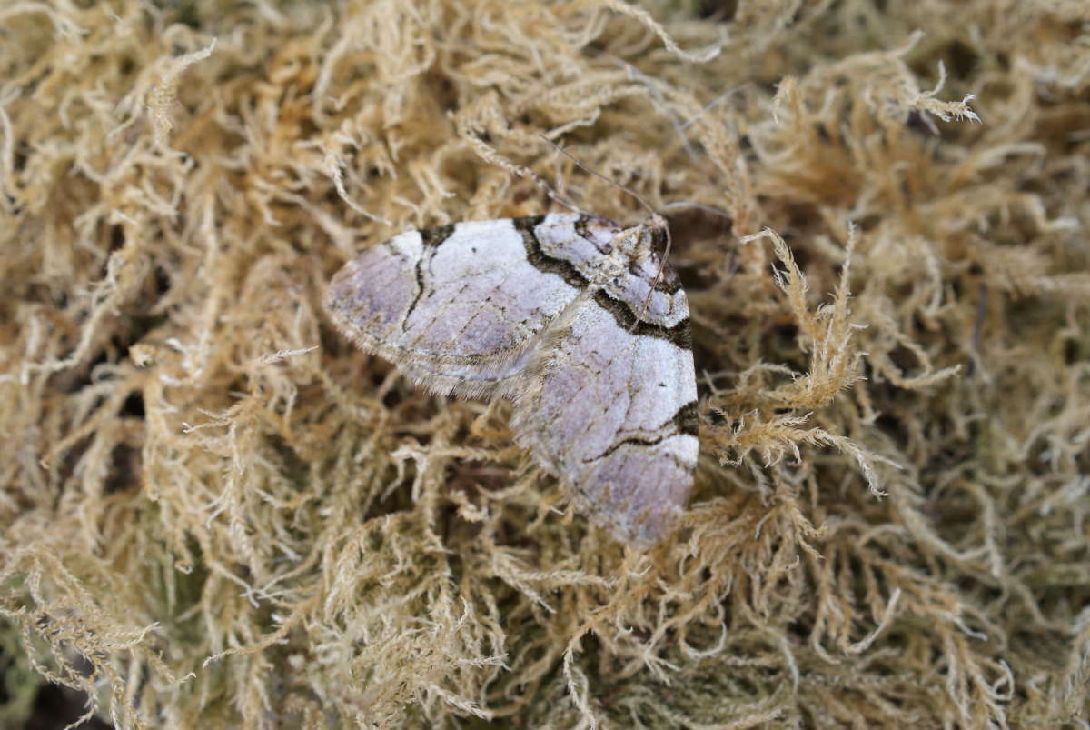 The Streamer (Anticlea derivata) photographed at Aylesham  by Dave Shenton 