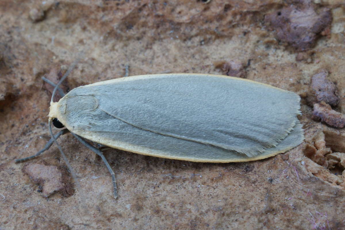 Dingy Footman (Eilema griseola) photographed at Aylesham  by Dave Shenton 