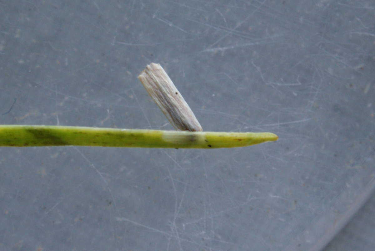 Larch Case-bearer (Coleophora laricella) photographed in Kent by Dave Shenton 