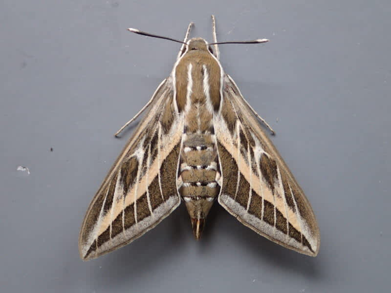 Striped Hawk-moth (Hyles livornica) photographed in Kent by Ian Hunter 