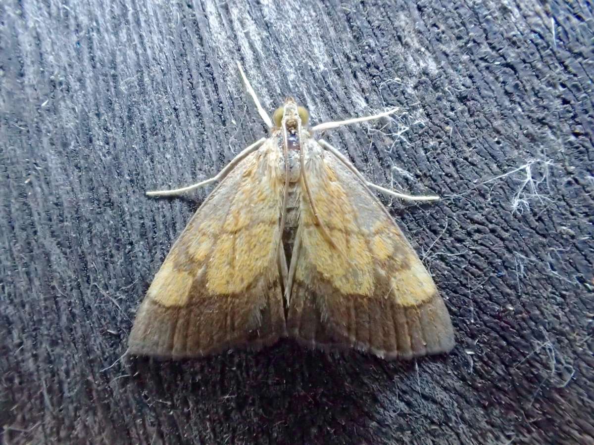 Dark Bordered Pearl (Evergestis limbata) photographed at Aylesham  by Dave Shenton 