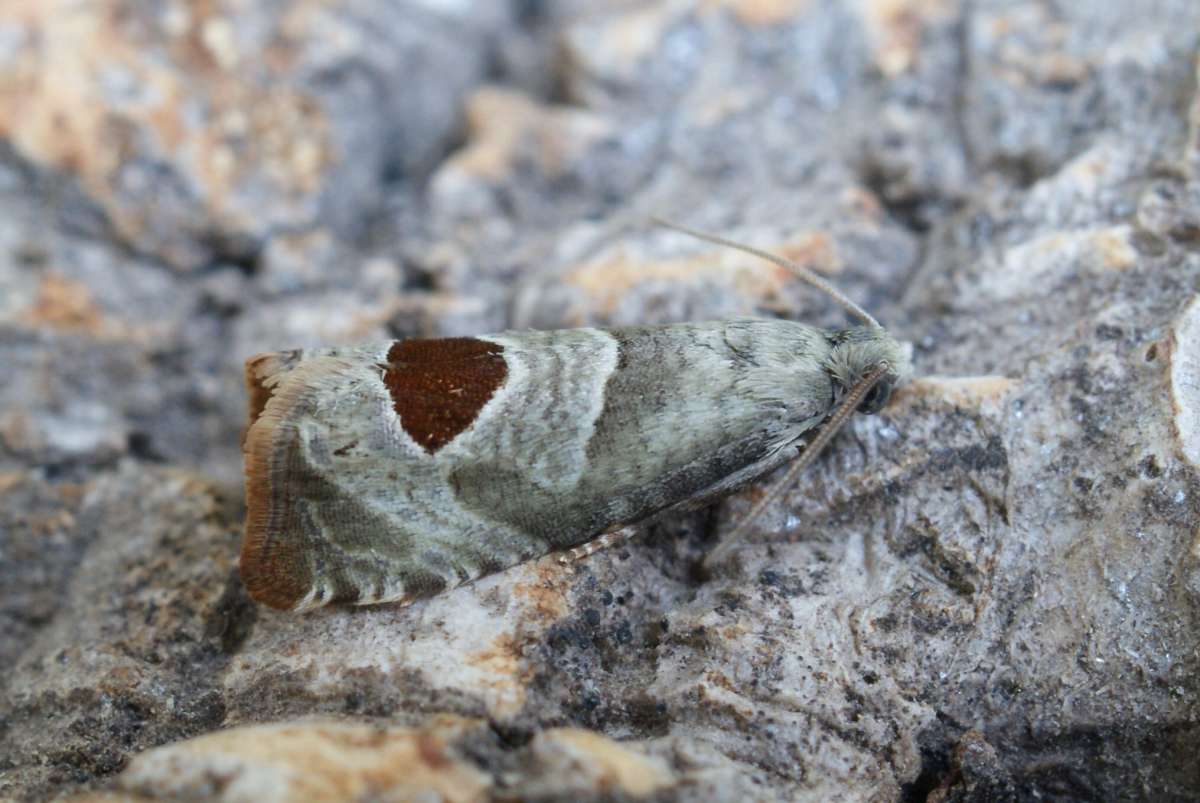 Bramble Shoot Moth (Notocelia uddmanniana) photographed at Aylesham  by Dave Shenton 