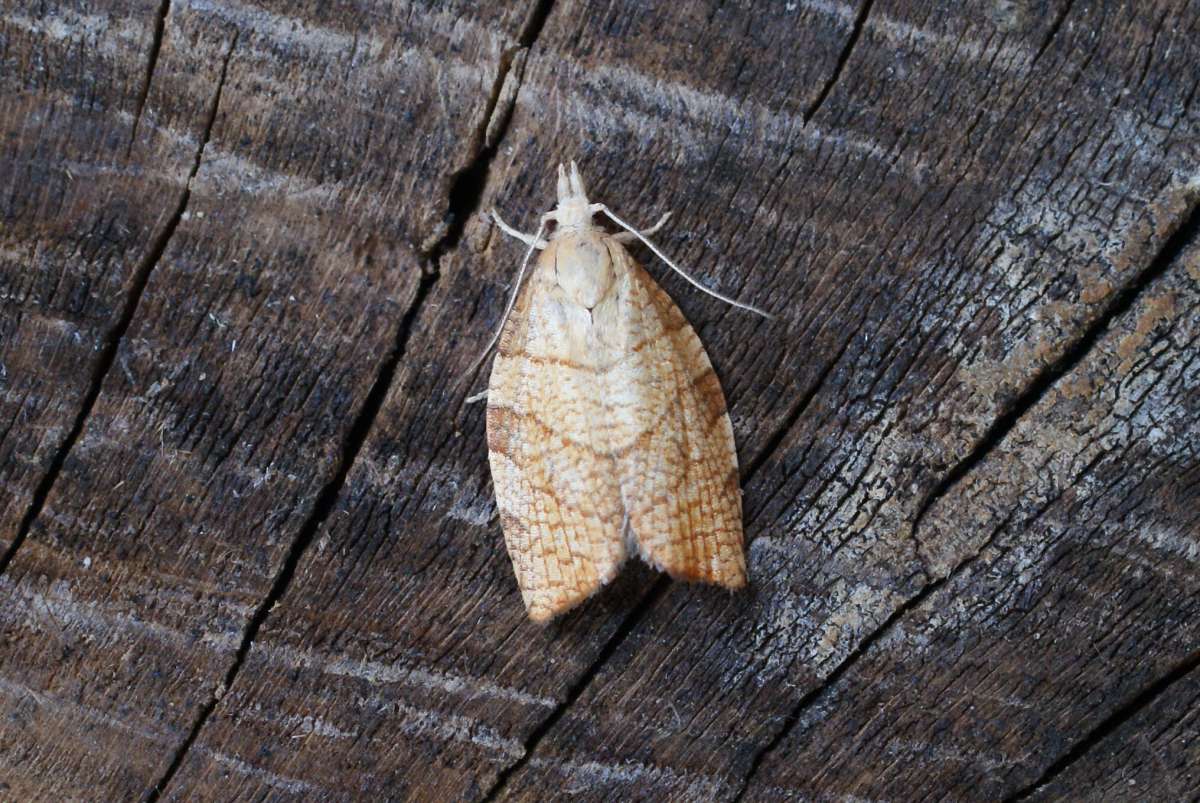 Chequered Fruit-tree Tortrix (Pandemis corylana) photographed at Aylesham  by Dave Shenton 