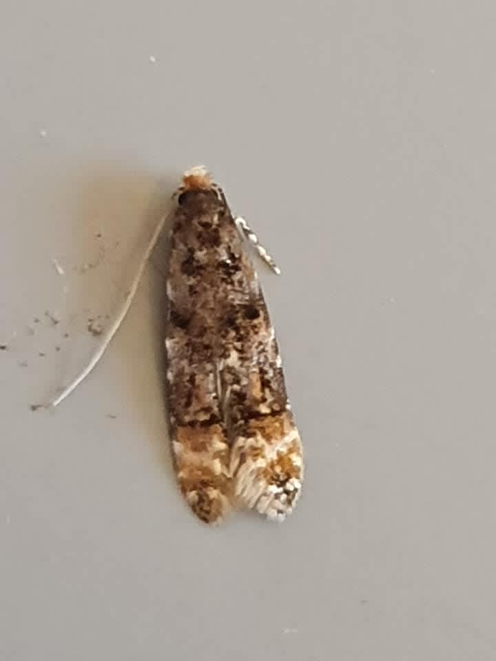 Barred Brown Clothes Moth (Stenoptinea cyaneimarmorella) photographed at Ashford  by Leonard Cooper 