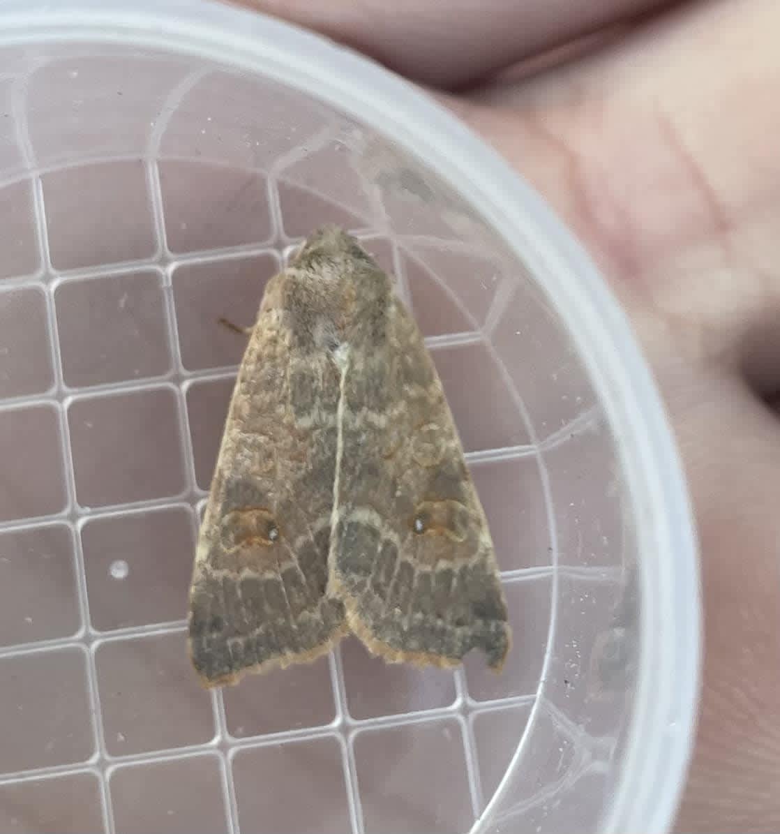 Pale-lemon Sallow (Cirrhia ocellaris) photographed in Kent by Stuart Nield