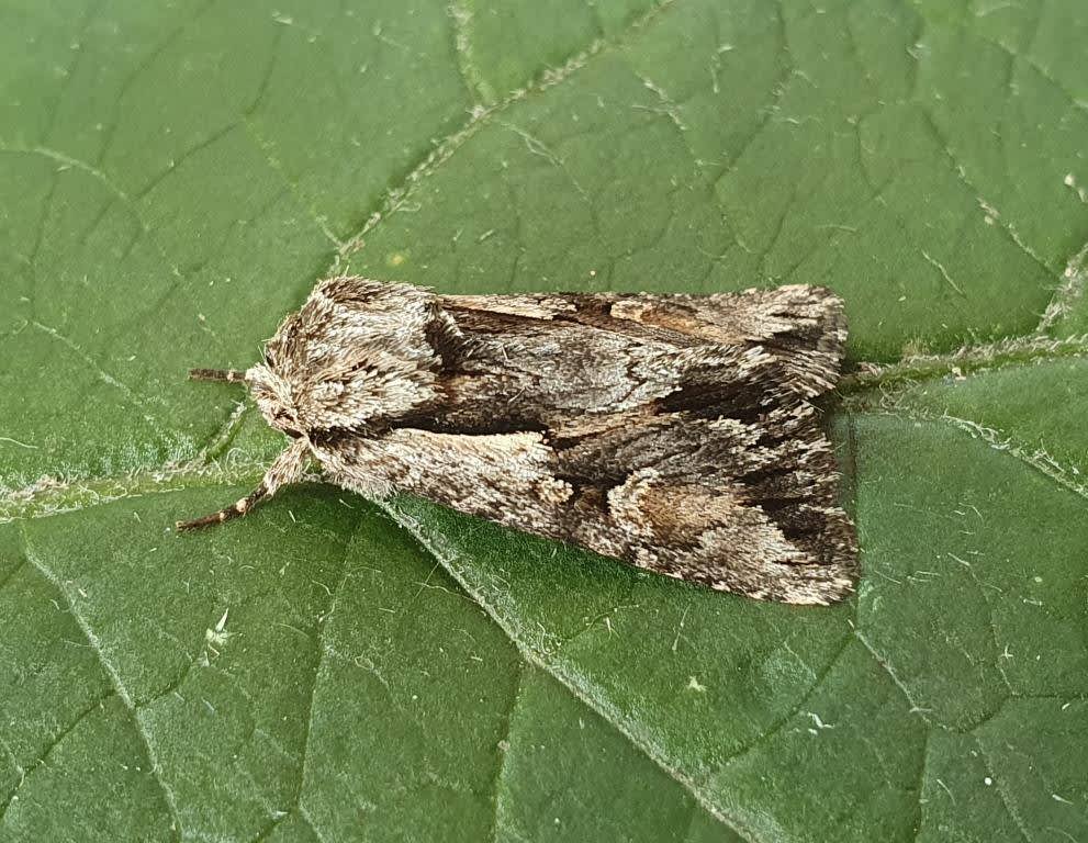 Pale-shouldered Cloud (Chloantha hyperici) photographed in Kent by Ian Roberts