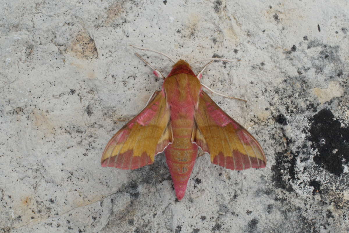 Small Elephant Hawk-moth (Deilephila porcellus) photographed in Kent by Dave Shenton 