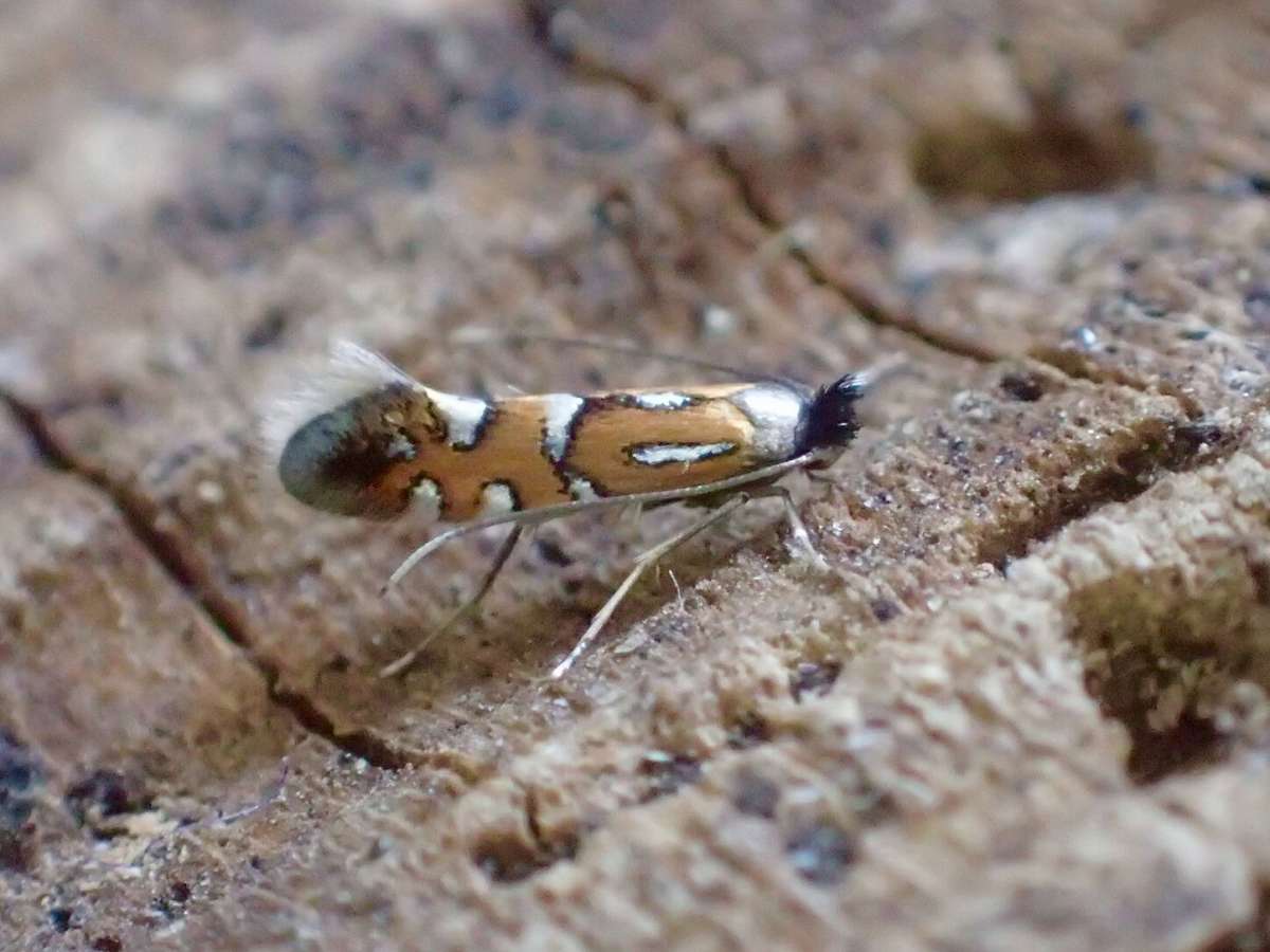 Fiery Oak Midget (Phyllonorycter lautella) photographed at Nonington by Dave Shenton 