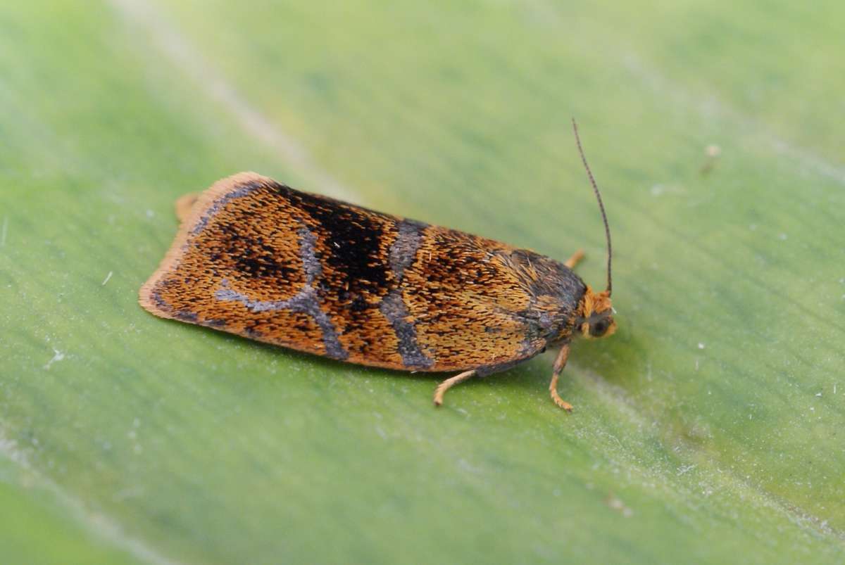 Brindled Tortrix (Ptycholoma lecheana) photographed in Kent by Dave Shenton 