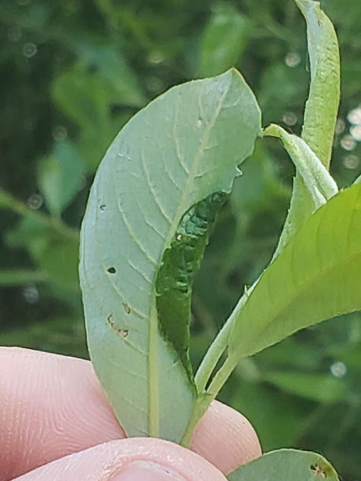 Sallow Flat-body (Agonopterix conterminella) photographed at Haysden Country Park by Phil Ambler