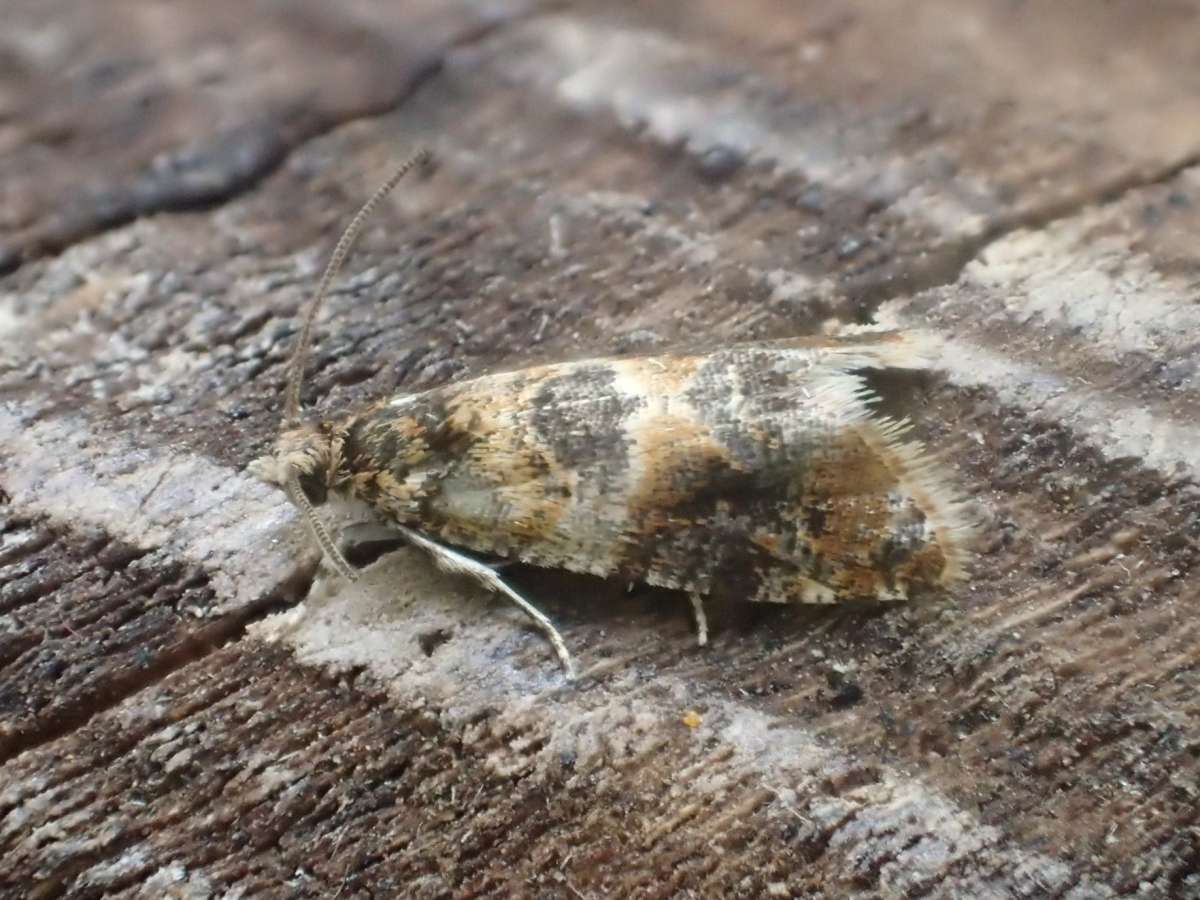 Oak Marble (Lobesia reliquana) photographed at St. Peter’s Pit, Wouldham  by Dave Shenton 