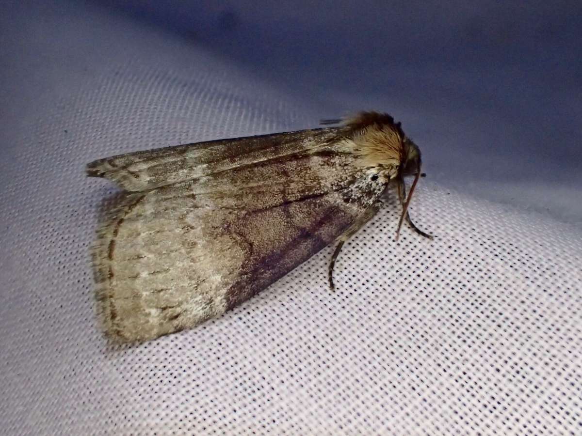 Satin Lutestring (Tetheella fluctuosa) photographed in Kent by Dave Shenton 