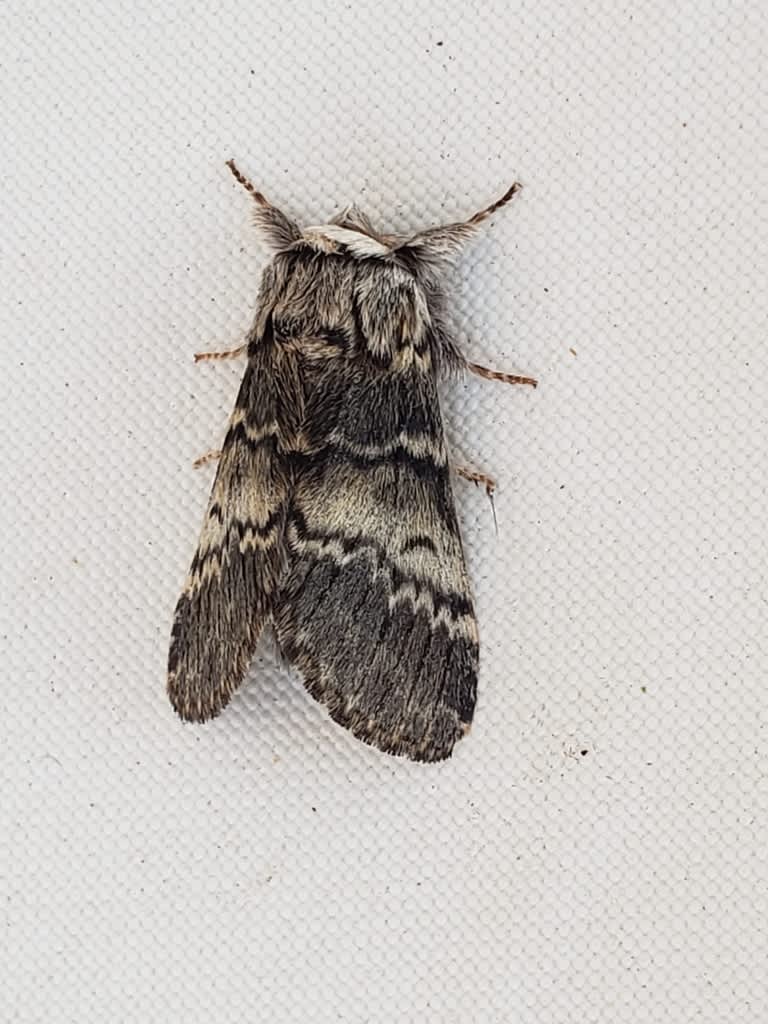 Lunar Marbled Brown (Drymonia ruficornis) photographed in Kent by Phil Ambler