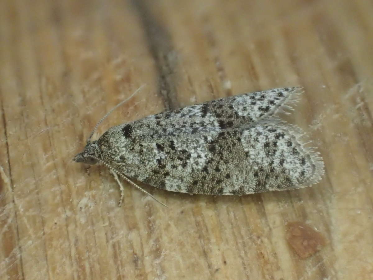 Flax Tortrix (Cnephasia asseclana) photographed in Kent by Dave Shenton 