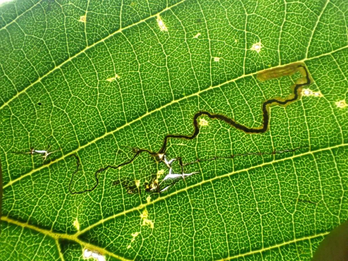 Silver-barred Alder Pigmy (Stigmella alnetella) photographed at Betteshanger CP by Dave Shenton 