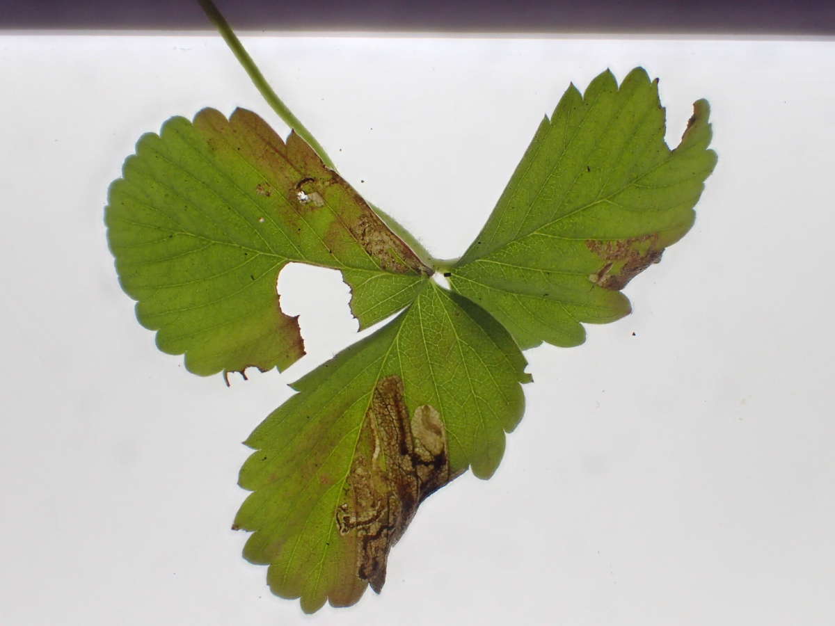 Strawberry Pigmy (Ectoedemia arcuatella) photographed at Spinney Wood, Aylesham  by Dave Shenton 