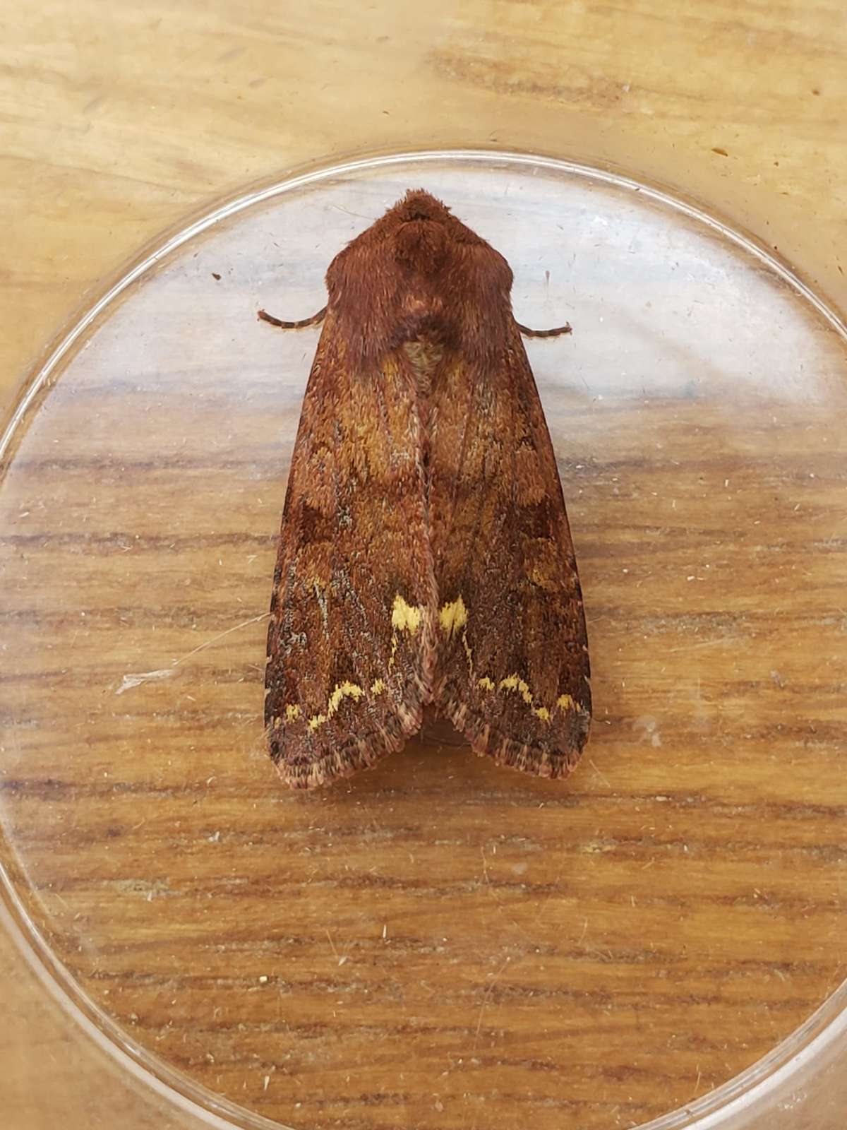 Broom Moth (Ceramica pisi) photographed in Kent by Phil Ambler