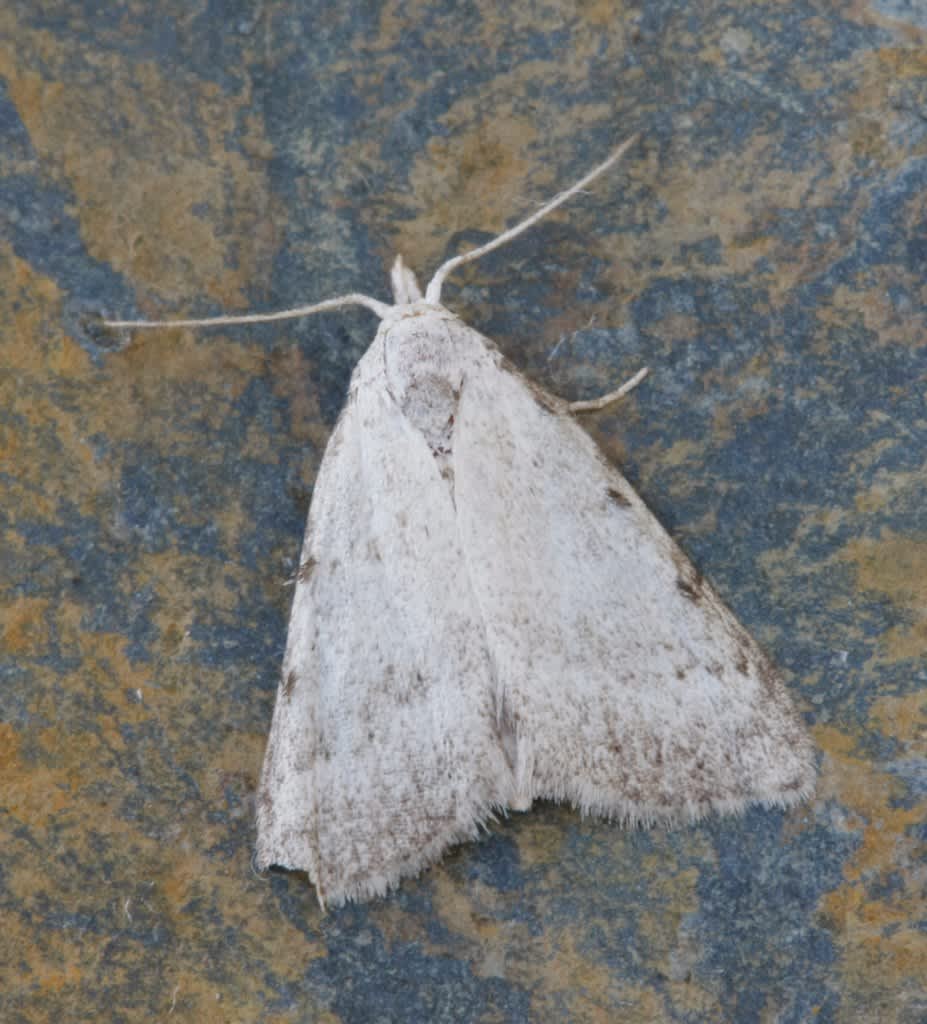 Scarce Black Arches (Nola aerugula) photographed in Kent by David Beadle 