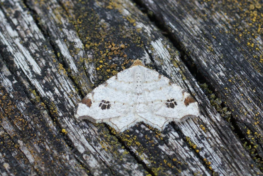 Peacock Moth (Macaria notata) photographed at Aylesham  by Dave Shenton 