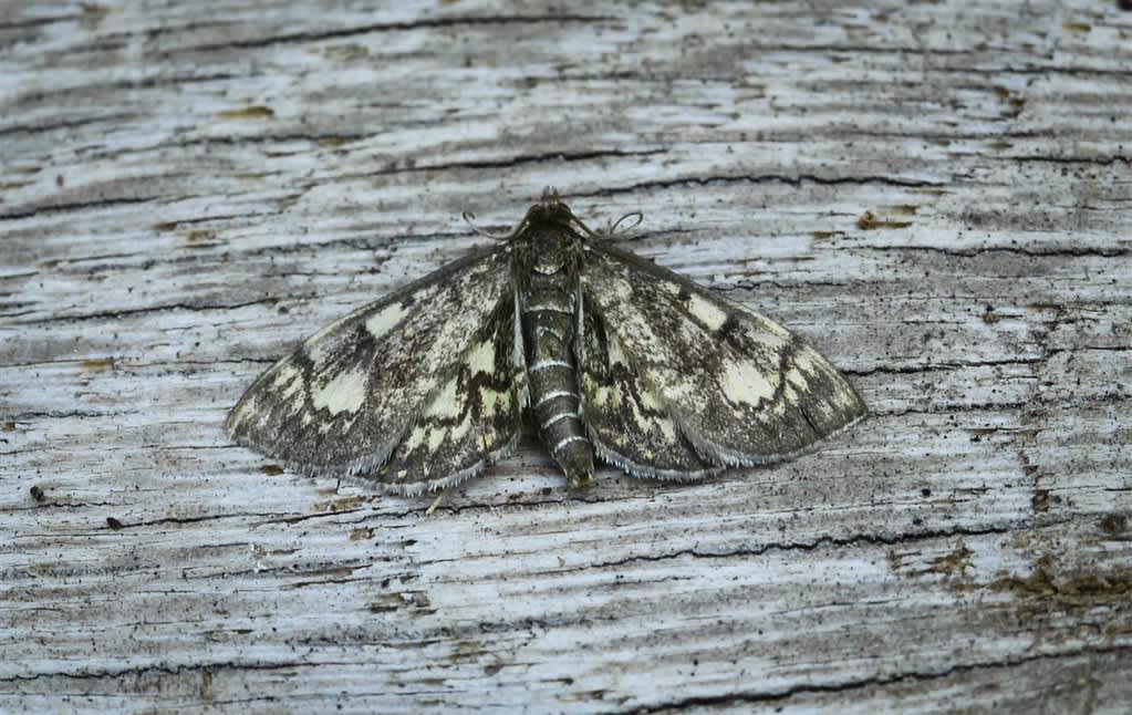 Woundwort Pearl (Anania stachydalis) photographed in Kent by Carol Strafford 