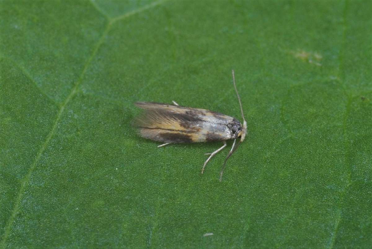 Lime Bent-wing (Bucculatrix thoracella) photographed in Kent by Antony Wren