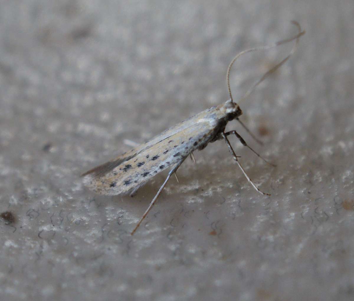 Ribwort Slender (Aspilapteryx tringipennella) photographed at Aylesham  by Dave Shenton 