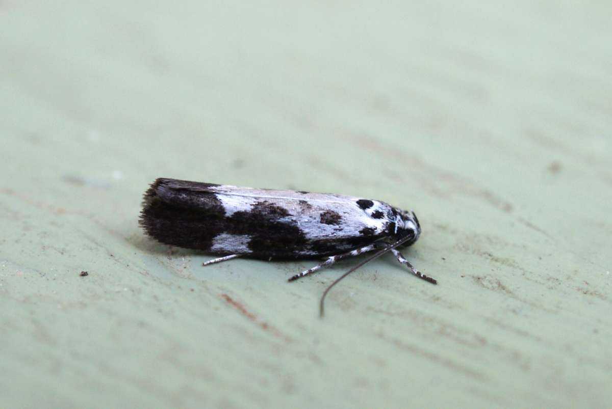 Comfrey Ermel (Ethmia quadrillella) photographed in Kent by Dave Shenton 