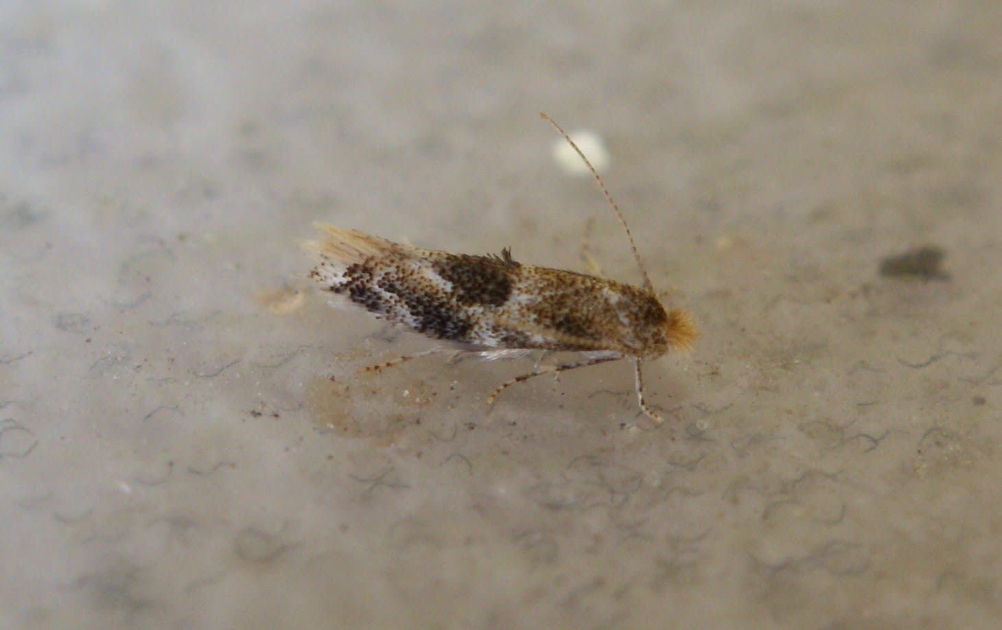 Oak Bent-wing (Bucculatrix ulmella) photographed at Aylesham  by Dave Shenton 