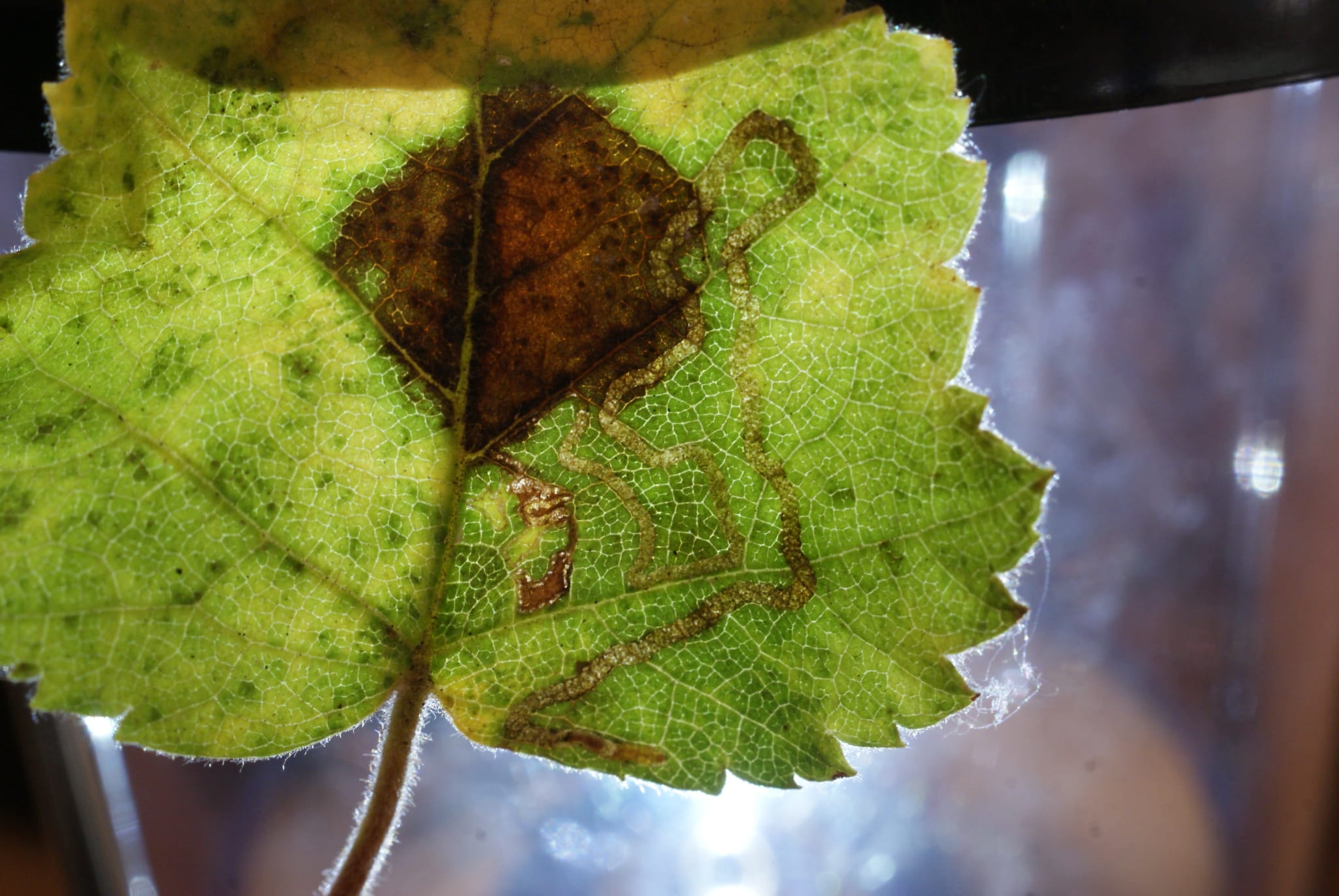 Double-barred Pigmy (Stigmella continuella) photographed at Covert Wood, Barham by Dave Shenton