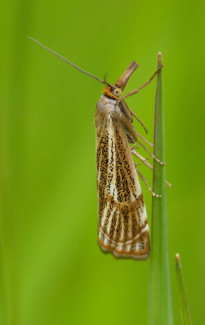 Powdered Grass-veneer (Thisanotia chrysonuchella) photographed in Kent by Allan Ward