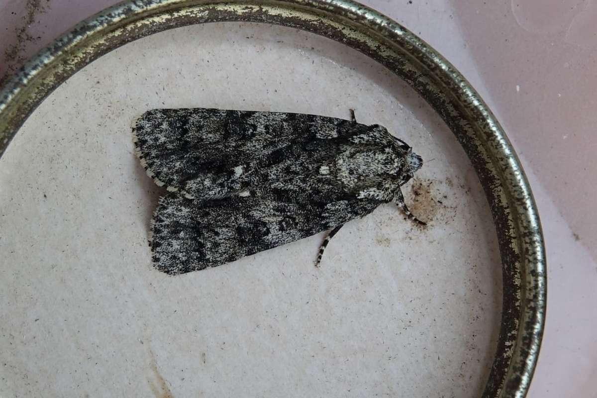 Knot Grass (Acronicta rumicis) photographed in Kent by Ian Parker 